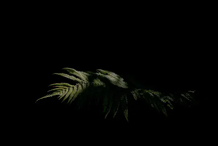 Coolturalia - the shadows: create your own superplant!