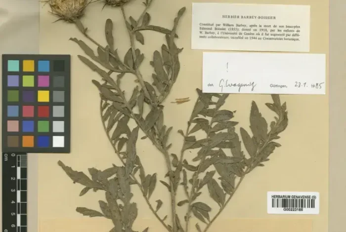 Coolturalia - Extinct Plants in the Herbarium of the Geneva Botanical Garden