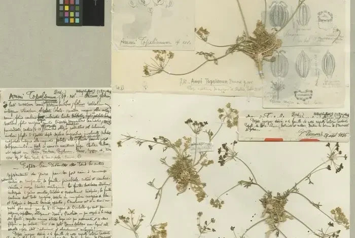 Coolturalia - Guided Tour: The Women of the Geneva Botanic Garden