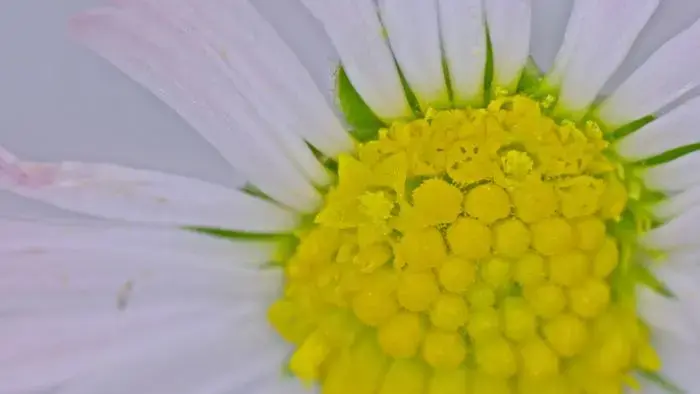 Coolturalia - Close-Up on Living Things
