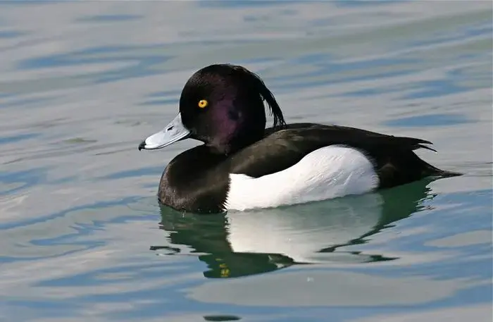 Coolturalia - Oh! The Birds — Winter Visitors of the Lagoon