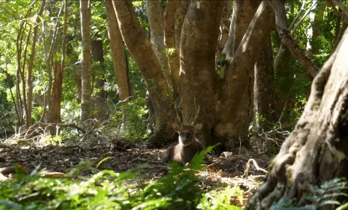 Coolturalia - Special Screening : The Princess's Forest, Between Visible and Invisible
