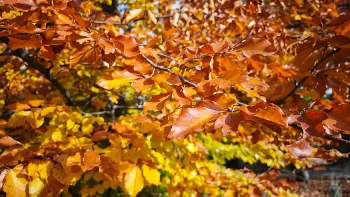Coolturalia - The Leaf Herbarium