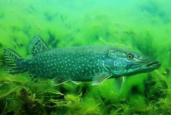 Coolturalia - Aquatic Encounters: Lake Fish Adventure