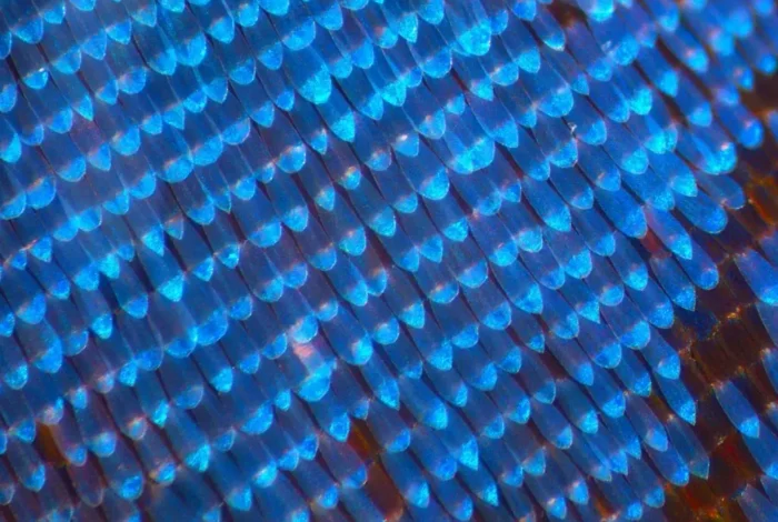 Coolturalia - Blue Electricity