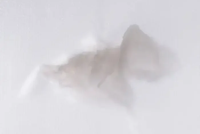 Coolturalia - Transparences, saison III, Dreams