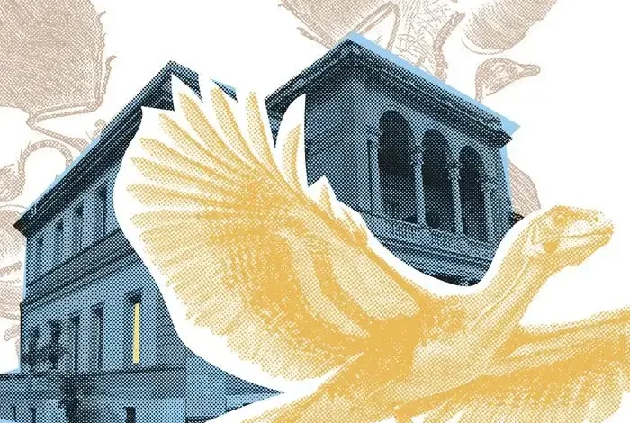 Coolturalia - Archaeopteryx: Dino or Bird?